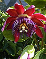 Passiflora phoenicea