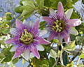 Passiflora Alato Caerulea