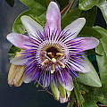 Passiflora allardii