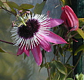 Passiflora atropurpurea