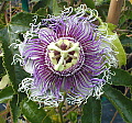 Passiflora Byron Beauty