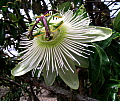 Passiflora caerulea Constance Elliott