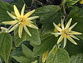 Passiflora citrina