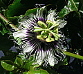 Passiflora edulis