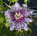 Passiflora Elizabeth