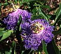 Passiflora Incense