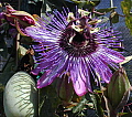 Passiflora Jeannette