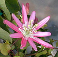 Passiflora kewensis