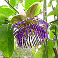 Passiflora laurifolia