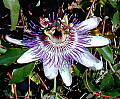 Passiflora Marie