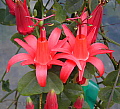 Passiflora murucuja