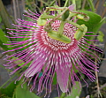 Passiflora nephrodes