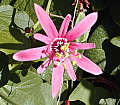 Passiflora sanguinolenta