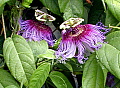 Passiflora serratifolia