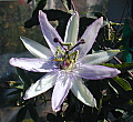 Passiflora Star of Bristol