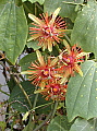 Passiflora Sunburst