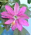 Passiflora Susan Brigham