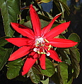 Passiflora vitifolia Scarlet Flame