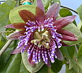 Passiflora triloba