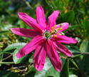 Passiflora exoniensis