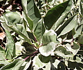 Solandra maxima Variegata
