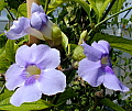 Thunbergia grandiflora