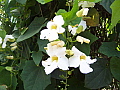 Thunbergia grandiflora Alba