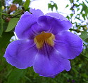 Thunbergia grandiflora Augusta Blue