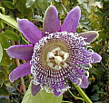 Passiflora macrocarpa Warmlands