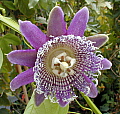 Passiflora macrocarpa Warmlands
