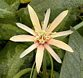 Passiflora Adularia