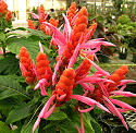 Aphelandra sinclairiana