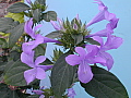 Barleria Cristata