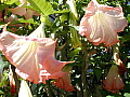 Brugmansia insignis Frosty Pink