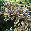 Ficus rubiginosa Variegata