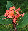 Hedychium greenei