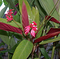 Stromanthe sanguinea