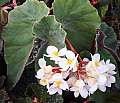 Begonia Don Englund