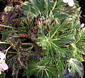 Begonia Palomar Prince