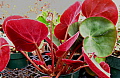 Begonia acetosa