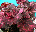 Begonia Tempest