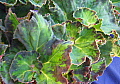 Begonia Euphrates