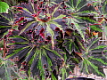 Begonia Palomar Whirlwind