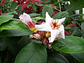 Strophanthus gratus