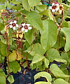 Strophanthus preussi