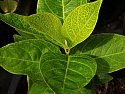 Pseuderanthemum carruthersii var reticulatum Broad Leaf