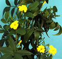 Jasminum floridum subsp giraldii