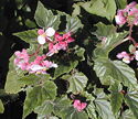 Begonia Alleryi