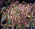 Acalypha Cypress Elf