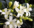 Murraya paniculata Dwarf